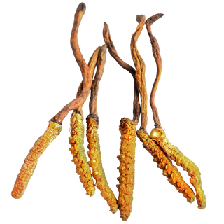 Cordyceps