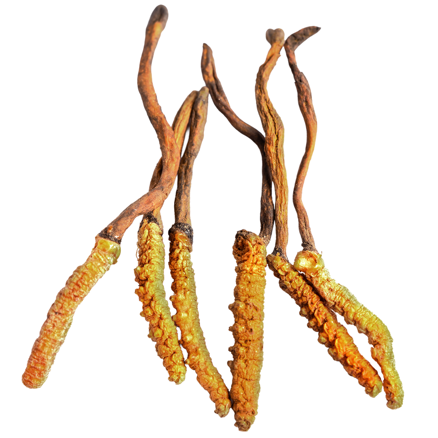 Cordyceps