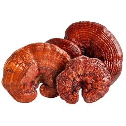 Reishi Mushroom