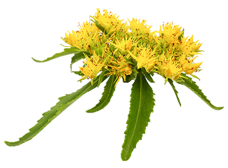Rhodiola