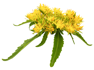 Rhodiola