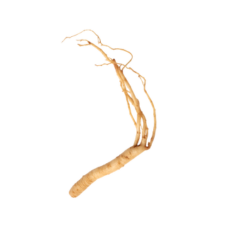Red Panax Ginseng