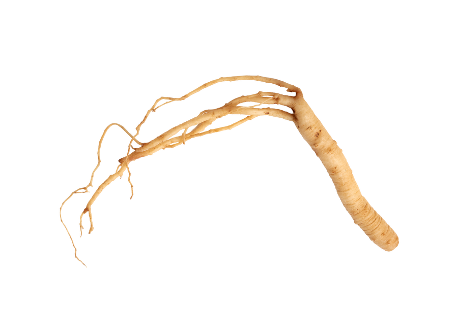 Red Panax Ginseng